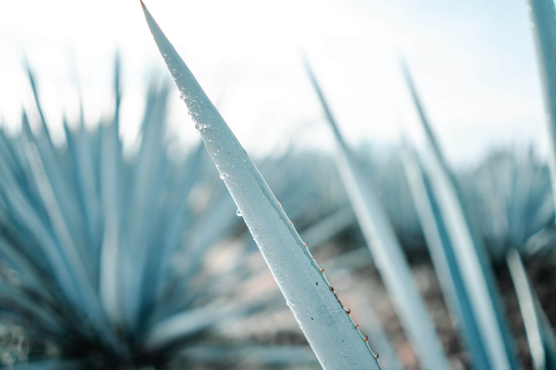 Blue Weber agave plant in Tequila, Mexico