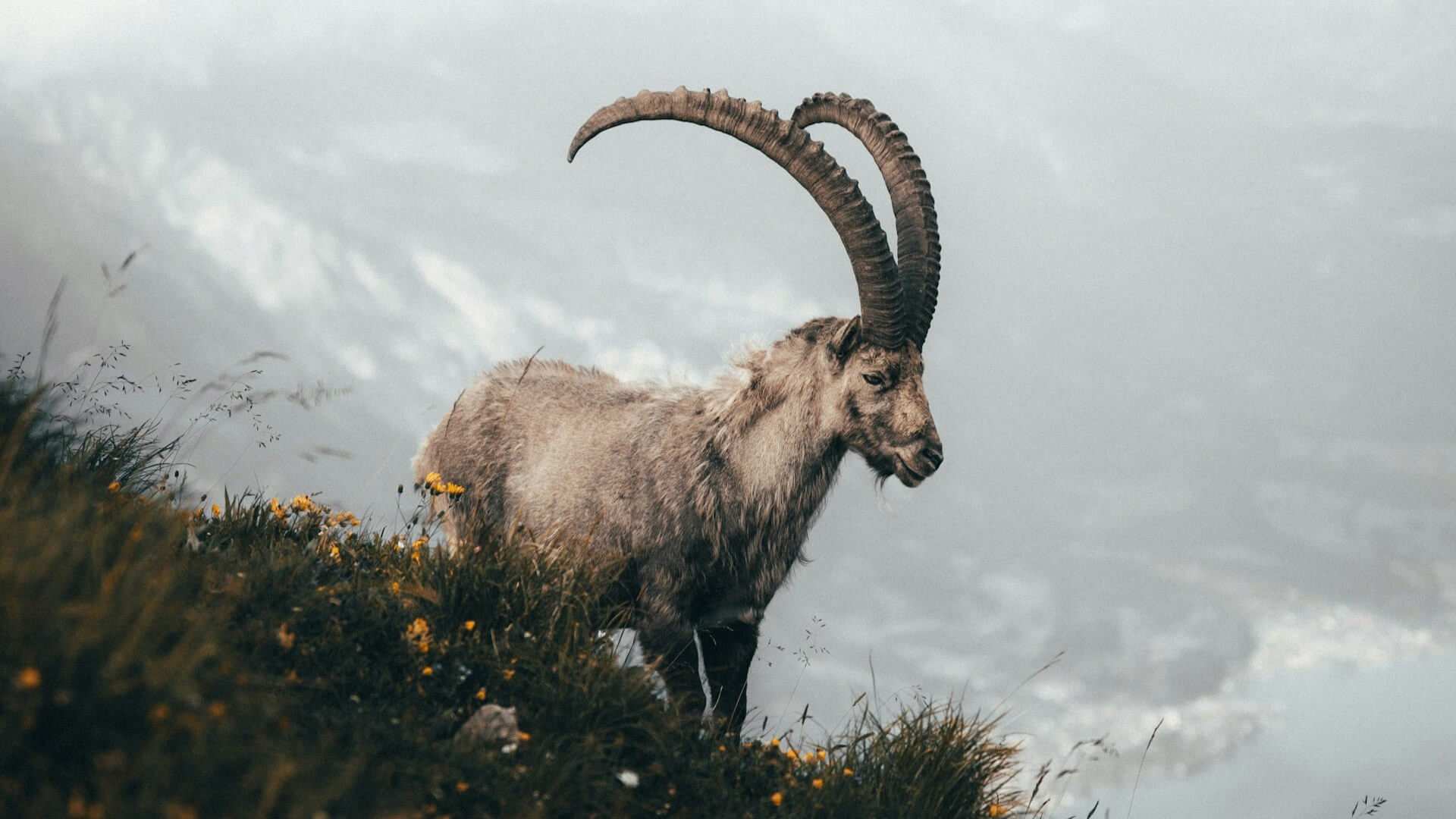 An Alpine Ibex, also known as a Steinbock, in the mountains